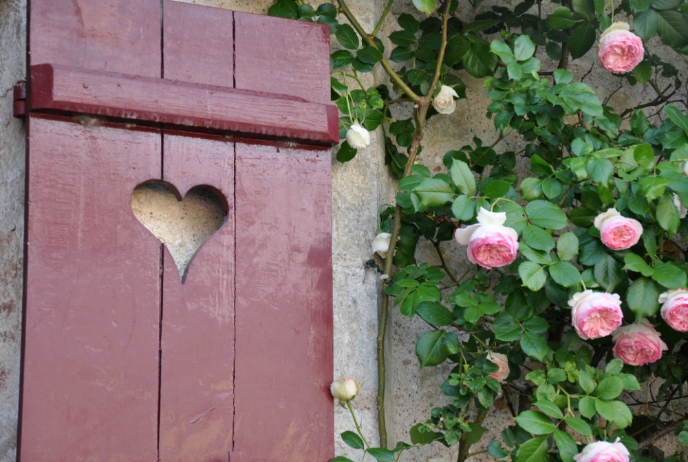 visiter provins en une journée - roses de Provins