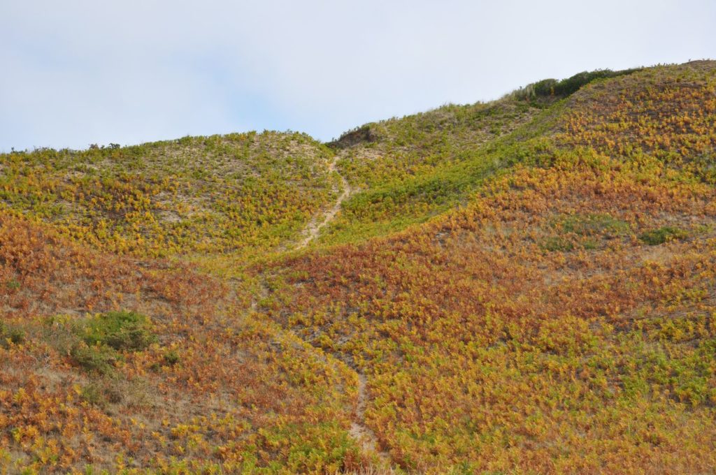Route des Caps de la Manche - Dunes de Biville