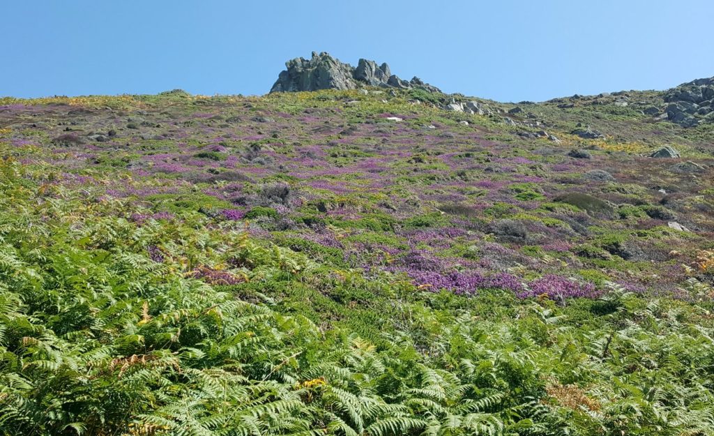 Route des Caps de la Manche - sentier des Douaniers