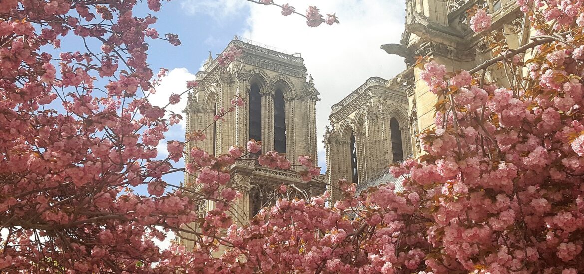 Cerisiers en fleurs autour de Notre Dame de Paris