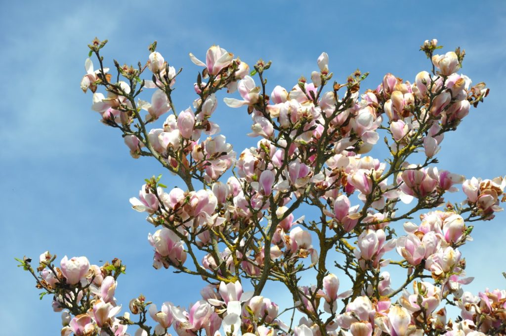 Château de Versailles - fleurs du Petit Trianon