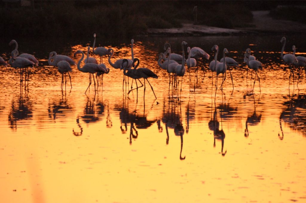 Visiter la Camargue en 2 jours  : parc ornithologique du pont de gau