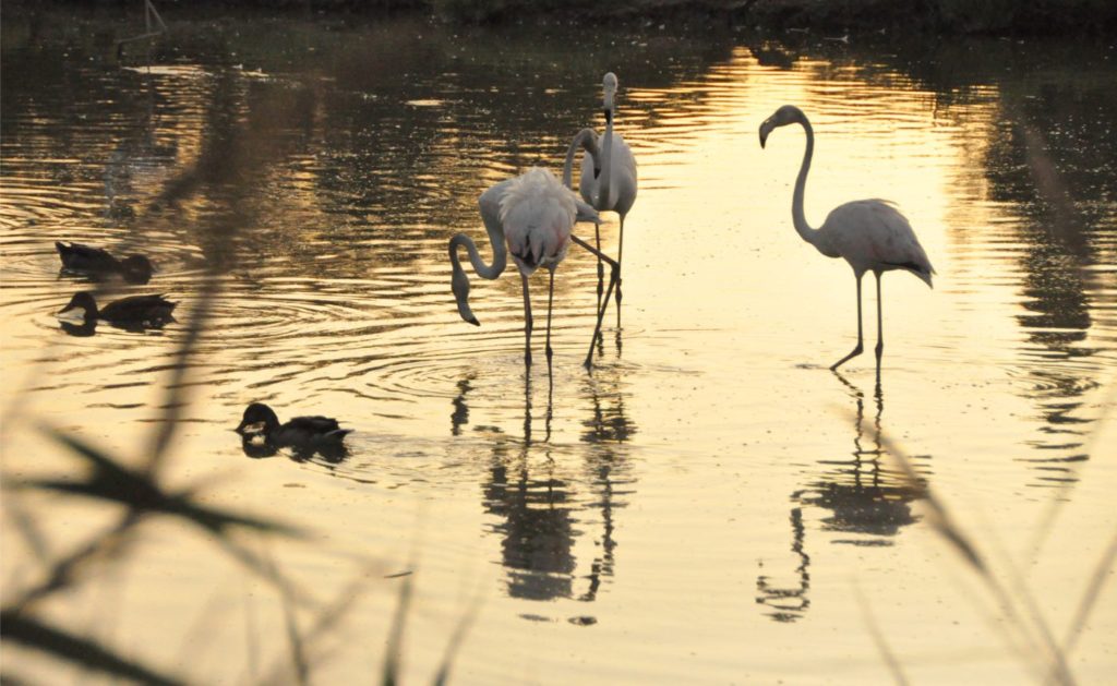 Visiter la Camargue en 2 jours  : parc ornithologique du pont de gau