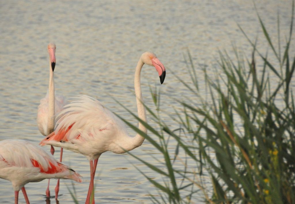 Visiter la Camargue en 2 jours  : parc ornithologique du pont de gau