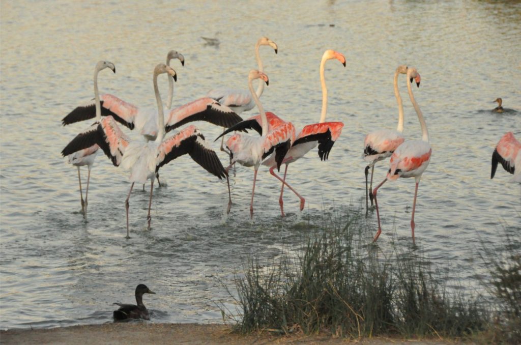 Week-end en Camargue : parc ornithologique du pont de gau