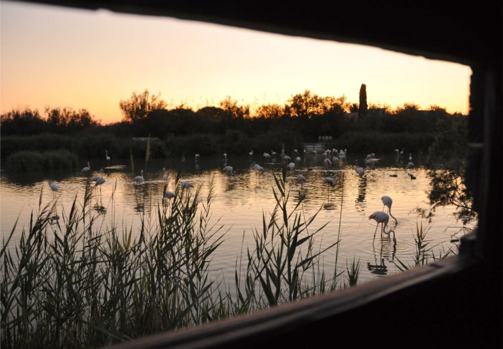 Visiter la Camargue en 2 jours  : parc ornithologique du pont de gau