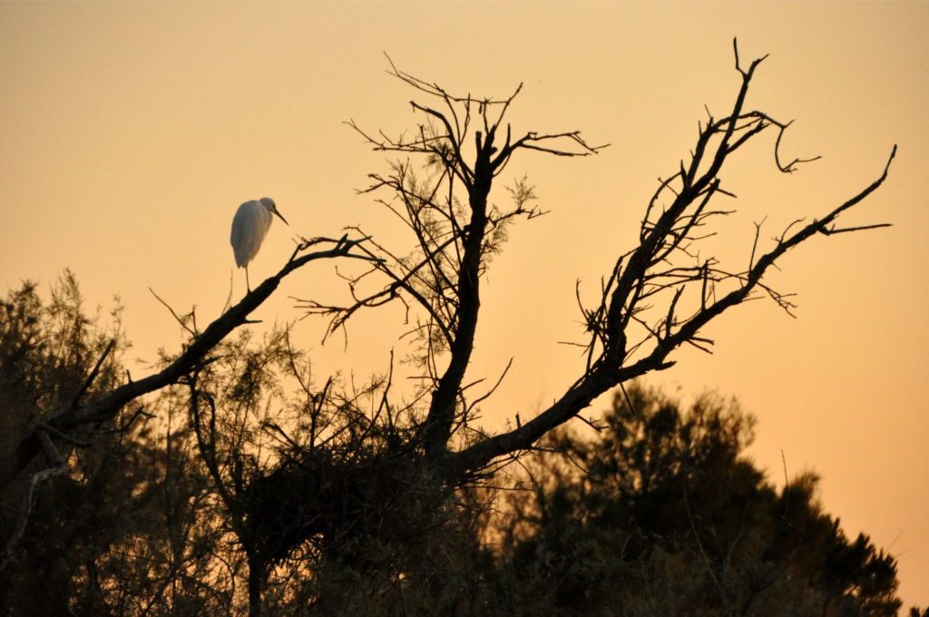Week-end en Camargue : parc ornithologique du pont de gau
