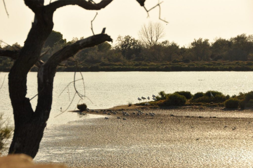 Week-end en Camargue : parc ornithologique du pont de gau