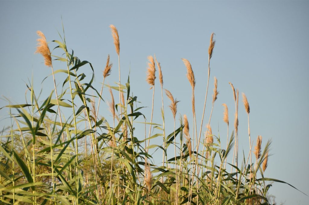 Visiter la Camargue en 2 jours  : parc ornithologique du pont de gau