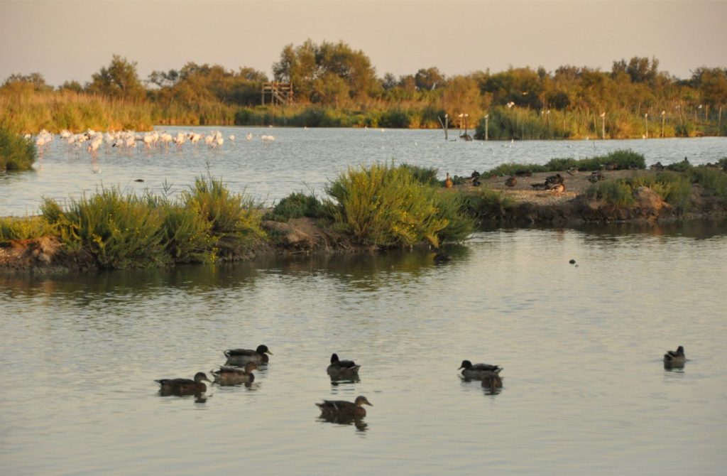 Week-end en Camargue : parc ornithologique du pont de gau