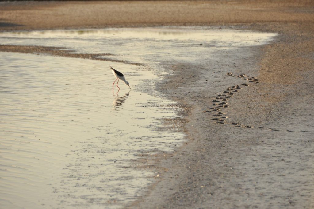 Week-end en Camargue : parc ornithologique du pont de gau