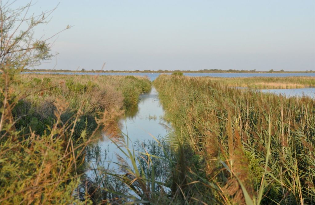 Week-end en Camargue : parc ornithologique du pont de gau
