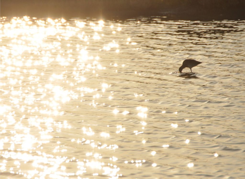 Week-end en Camargue : parc ornithologique du pont de gau