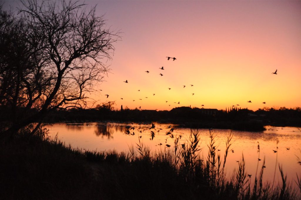 Visiter la Camargue en 2 jours  : parc ornithologique du pont de gau