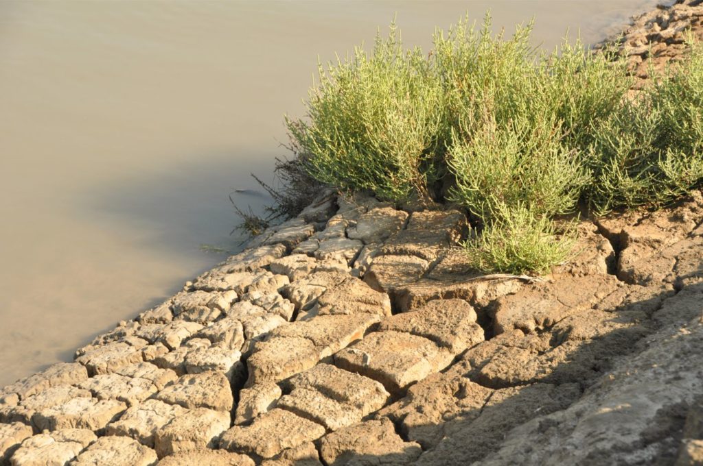 Camargue : Saintes-Maries-de-la-Mer