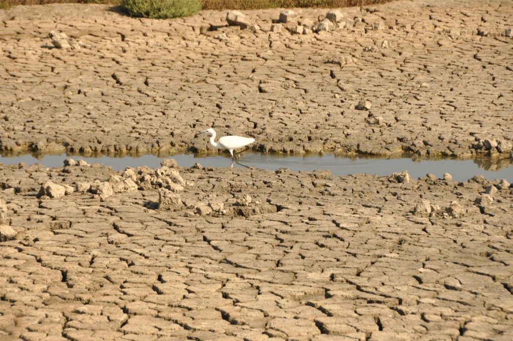 Visiter la Camargue en 2 jours  : Saintes-Maries-de-la-Mer