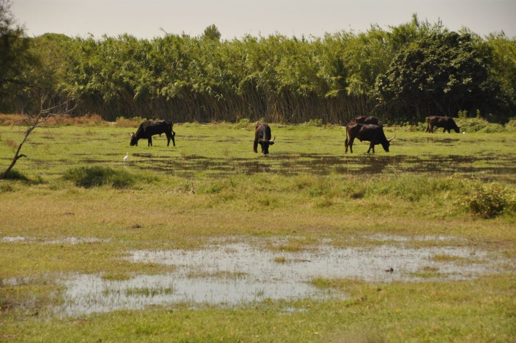 Week-end en Camargue - taureaux