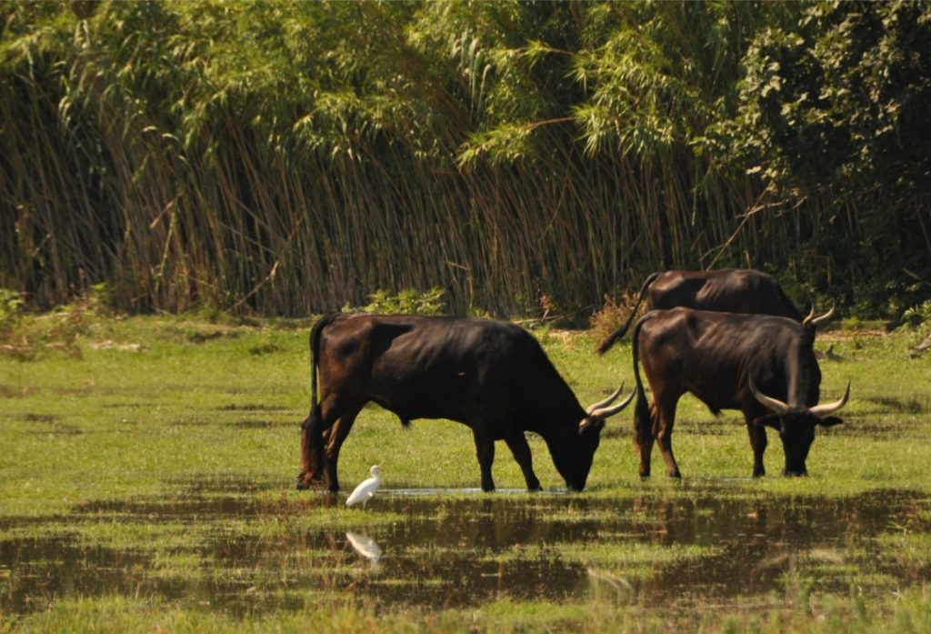 Week-end en Camargue - taureaux