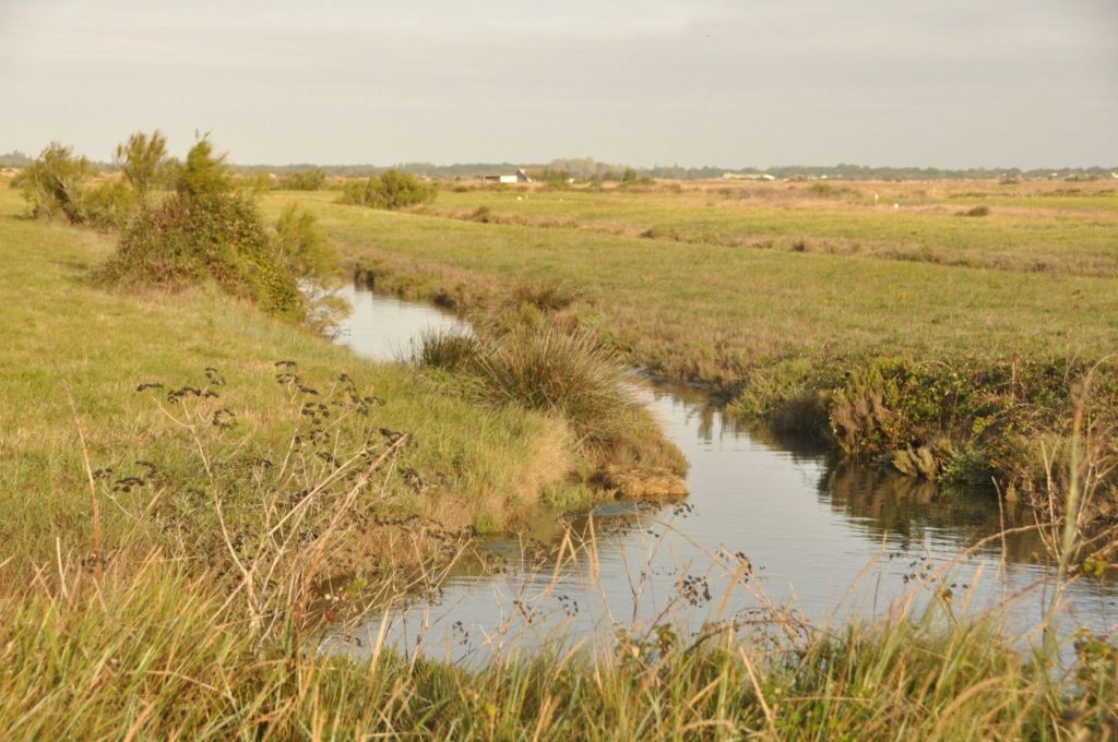 Île d'Oléron : les marais