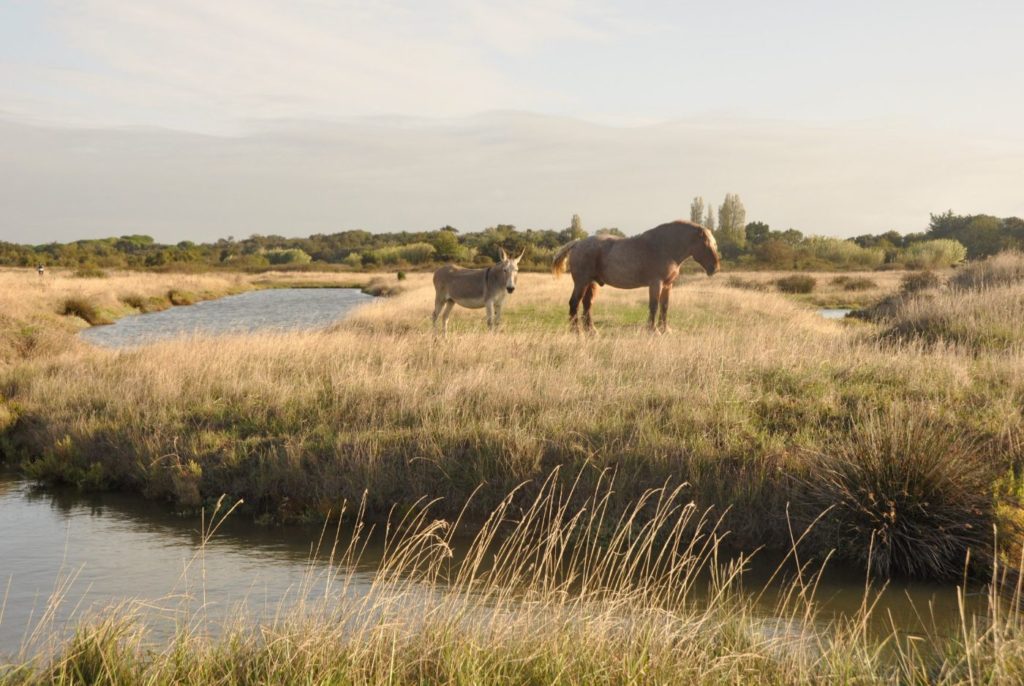 Île d'Oléron : les marais