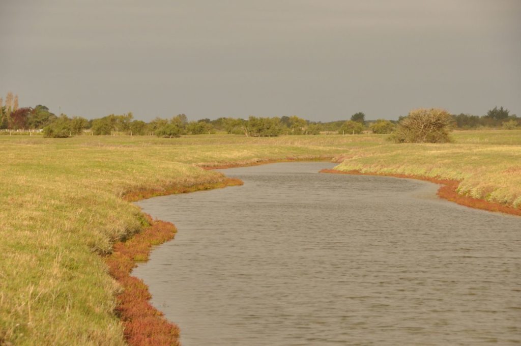 Île d'Oléron : les marais