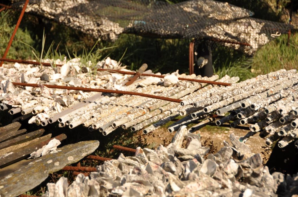 Île d'Oléron : site ostréicole de Fort Royer
