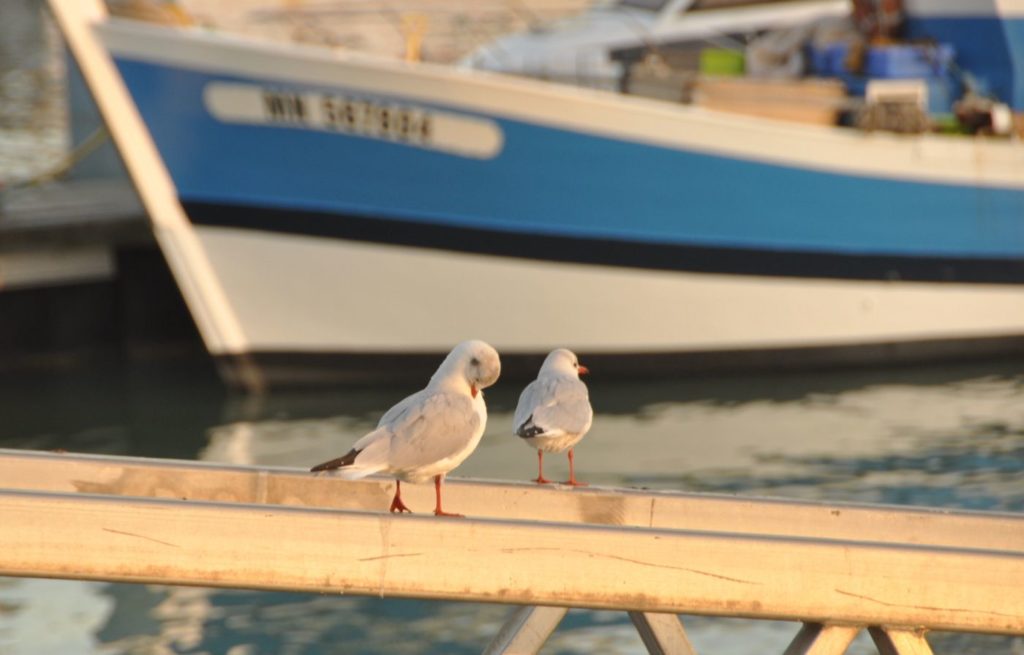 Île d'Oléron : port de la Cotinière