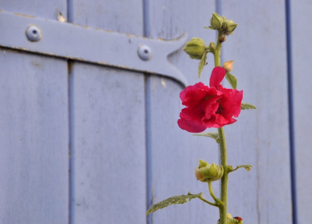 Île d'Oléron : roses tremières