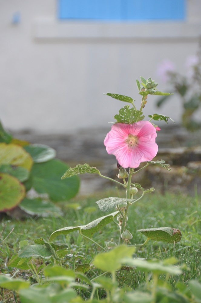 Île d'Oléron : roses tremières