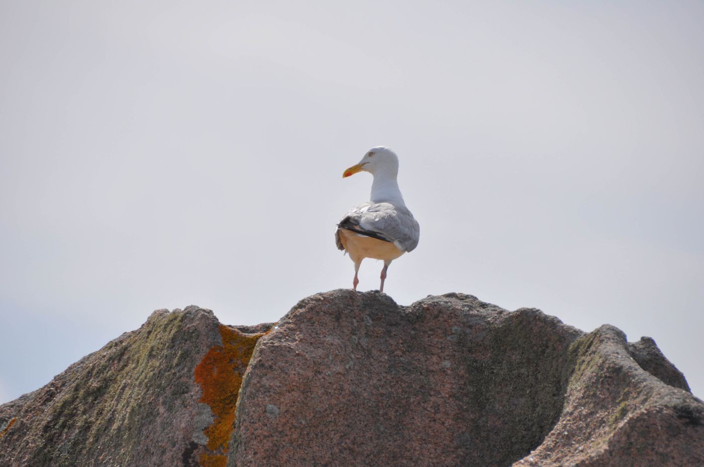 Côte de Granit rose - La Marinière en Voyage