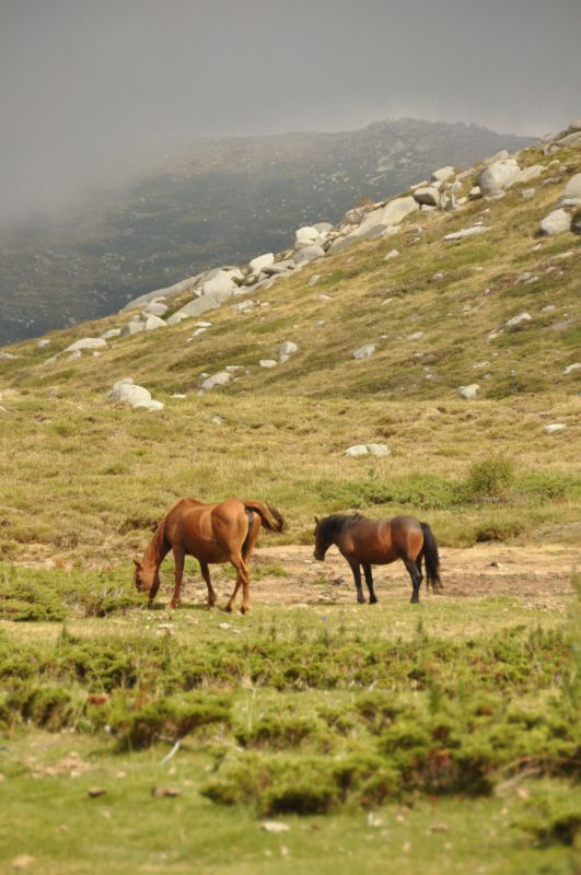 Plateau du Coscione (Corse) - Blog La Marinière en Voyage