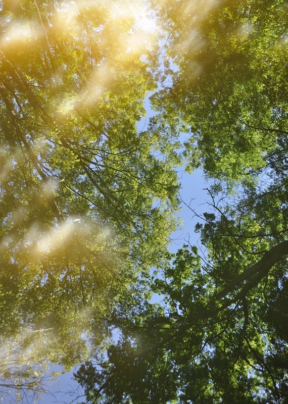 Balade dans le Marais poitevin - Blog La Marinière en Voyage