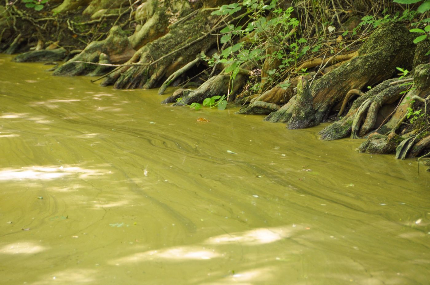 Balade dans le Marais poitevin - Blog La Marinière en Voyage