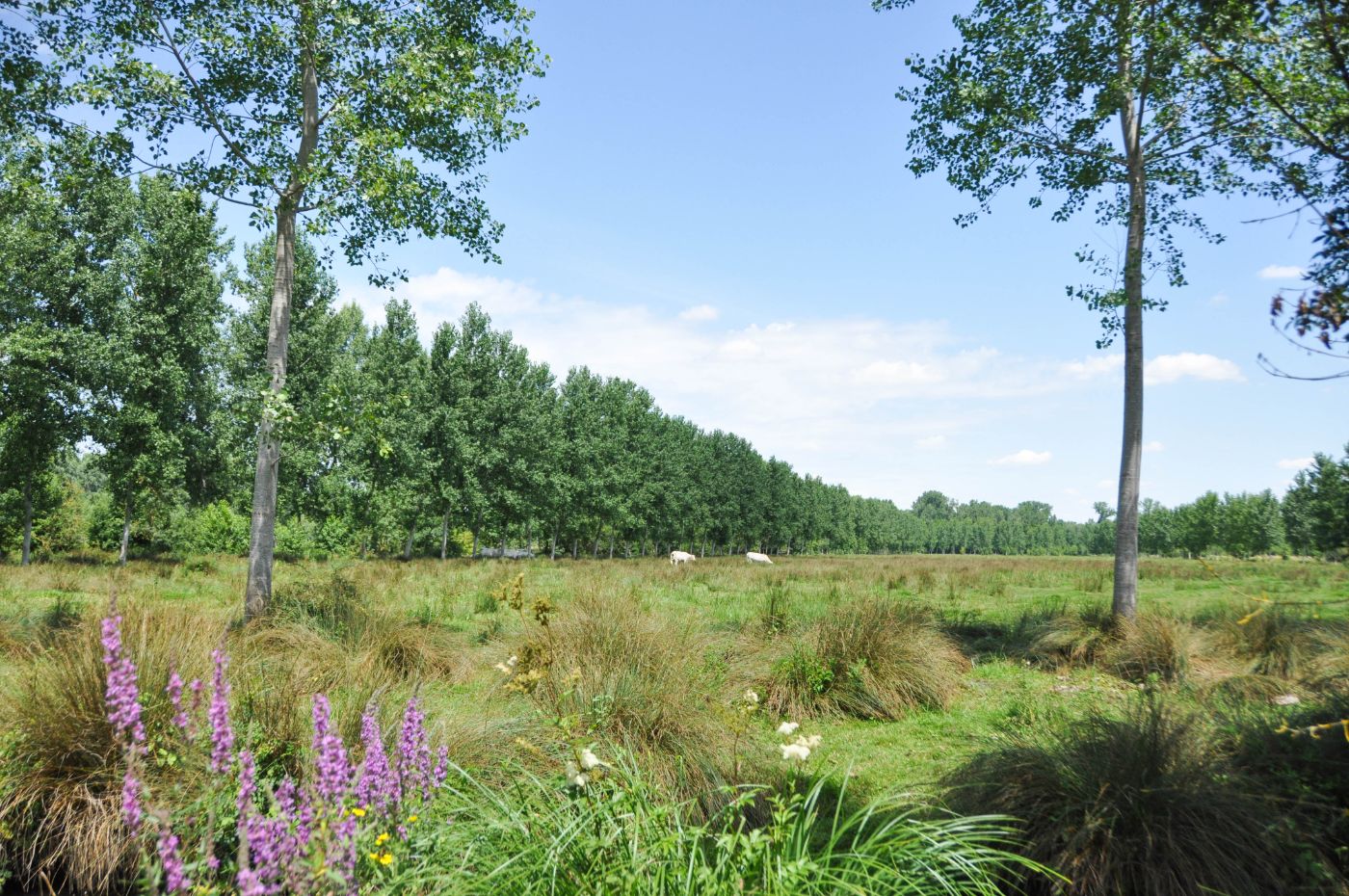 Balade dans le Marais poitevin - Blog La Marinière en Voyage