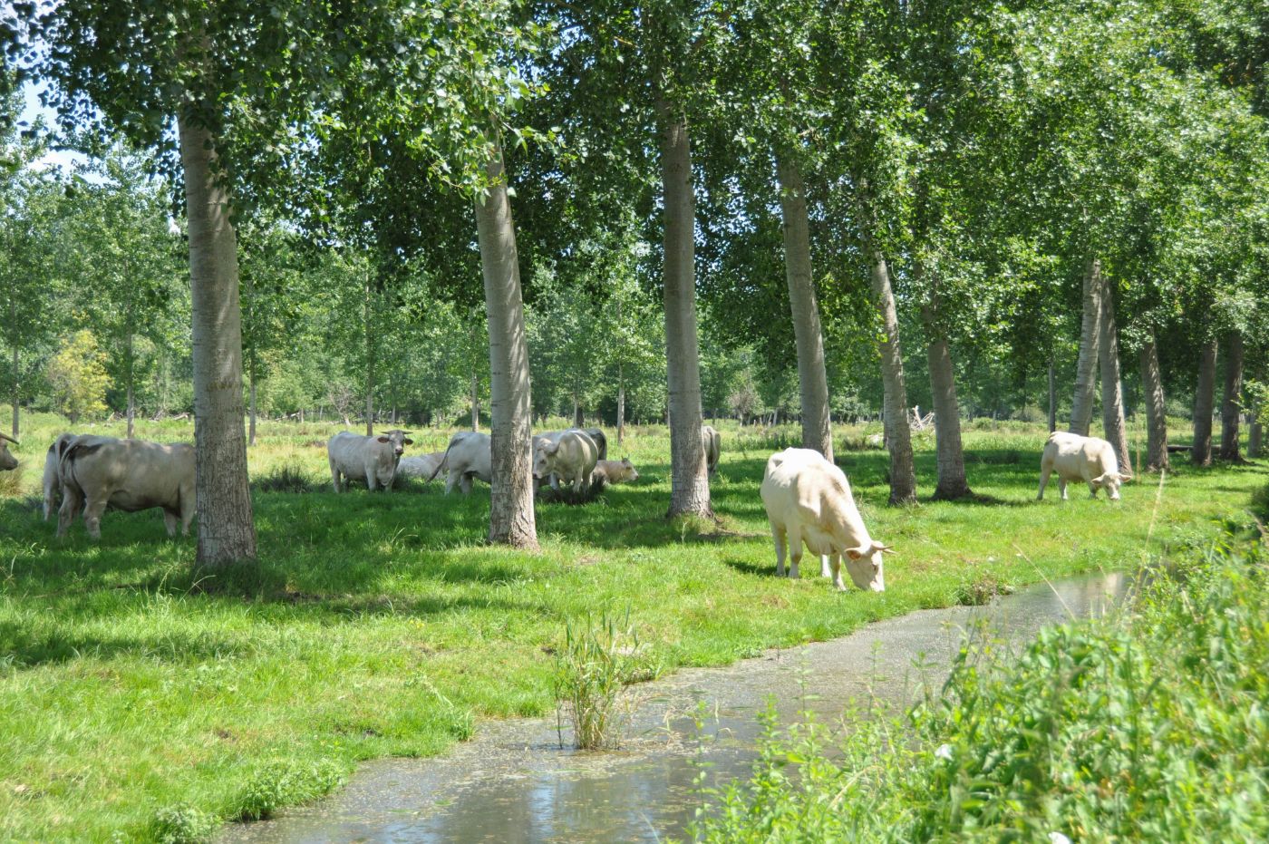 Balade dans le Marais poitevin - Blog La Marinière en Voyage