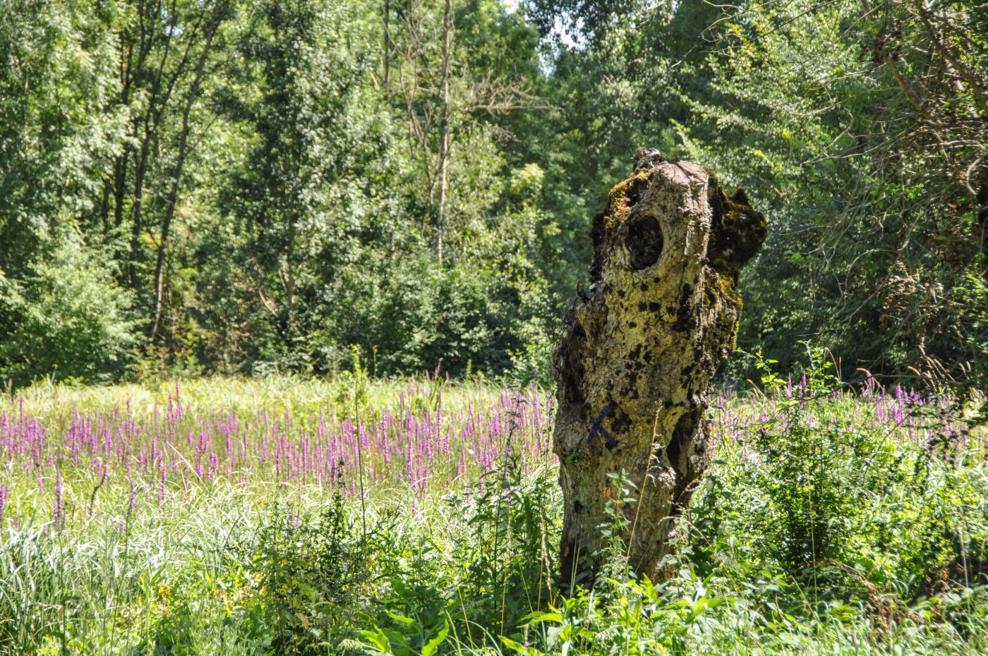 Balade dans le Marais poitevin - Blog La Marinière en Voyage