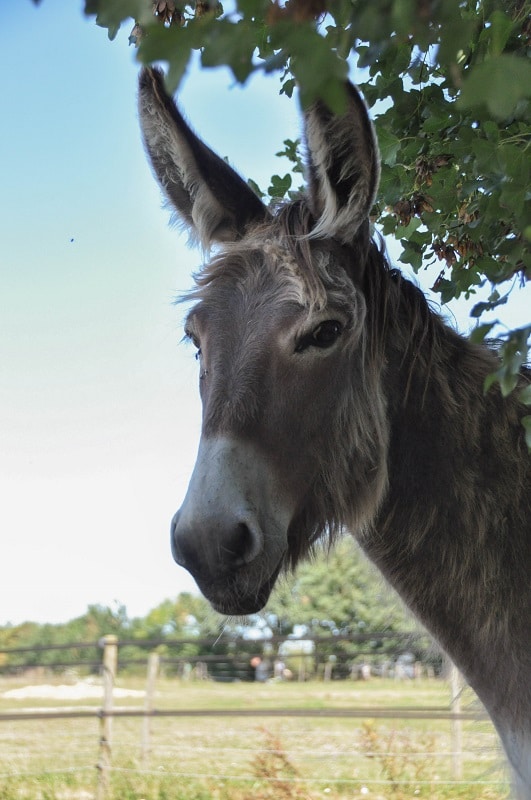 Âne du marais poitevin - Blog La Marinière en Voyage