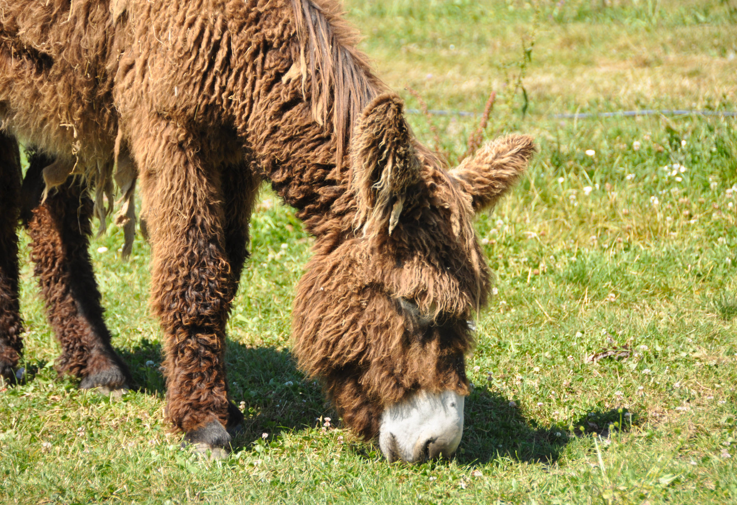 Âne du marais poitevin - Blog La Marinière en Voyage