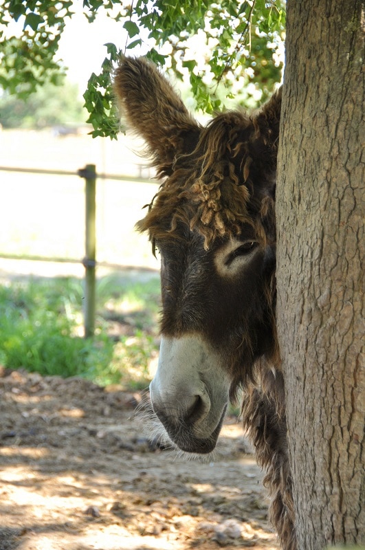 Âne du marais poitevin - Blog La Marinière en Voyage
