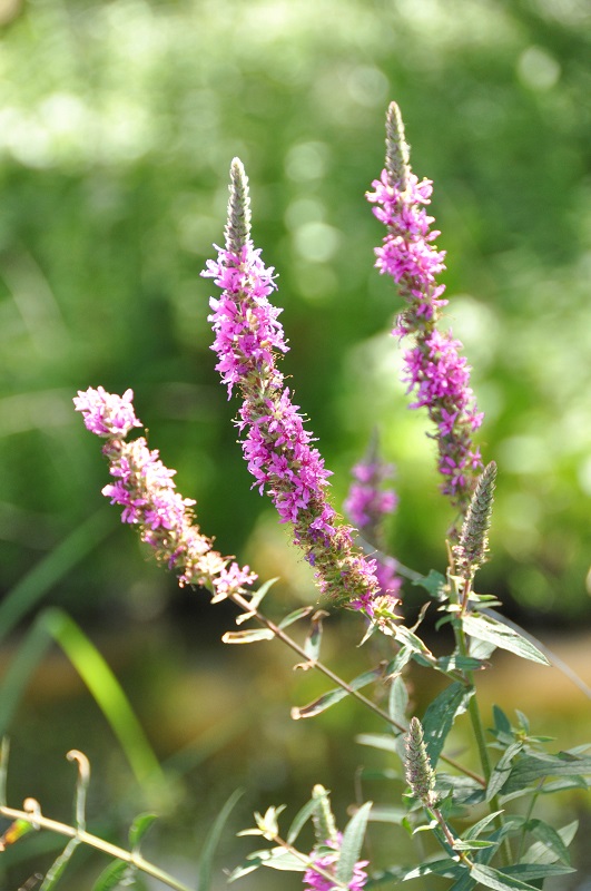 Marais poitevin - Blog La Marinière en Voyage
