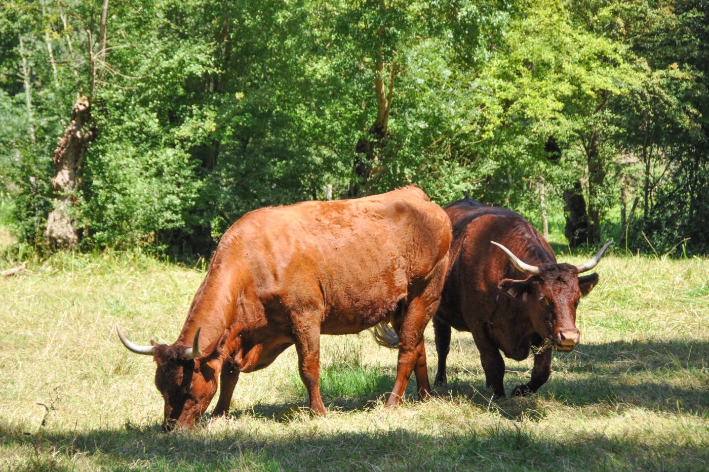 Vaches Maraichines - Blog La Marinière en Voyage