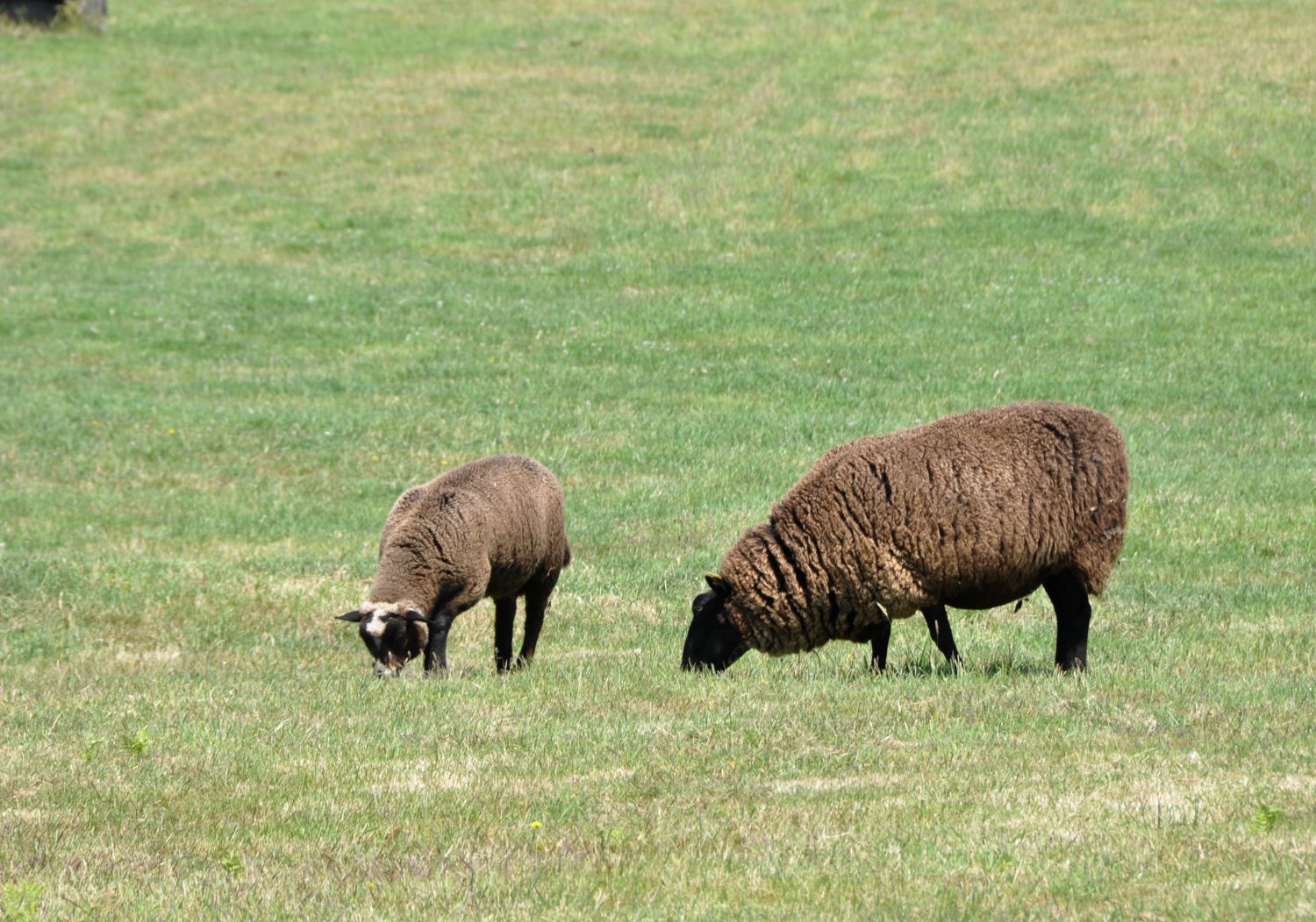 Moutons d'Ouessant - Blog La Marinière en Voyage