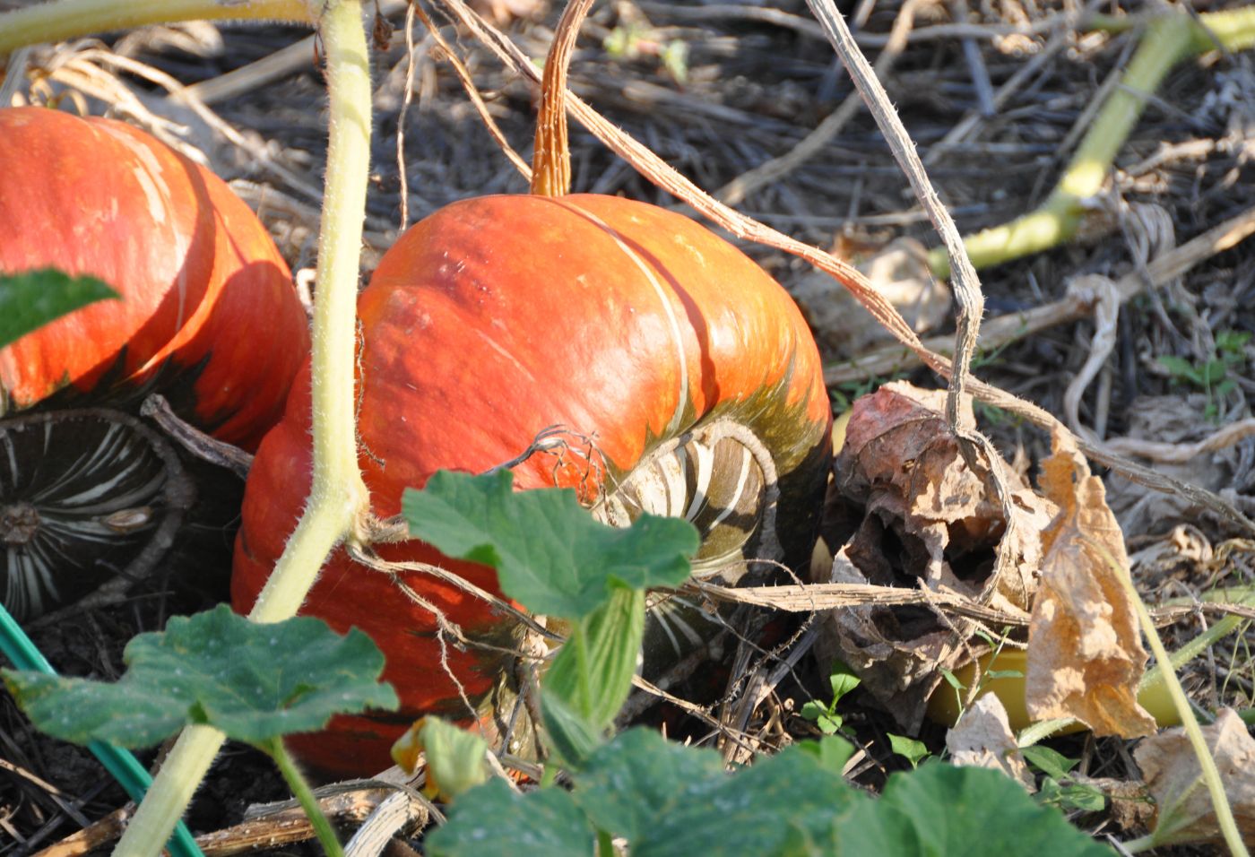 Visiter le Gers en 3 jours 