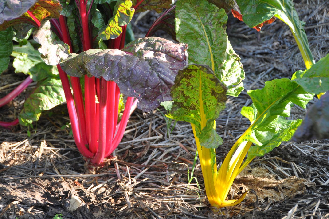 Visiter le Gers en 3 jours 