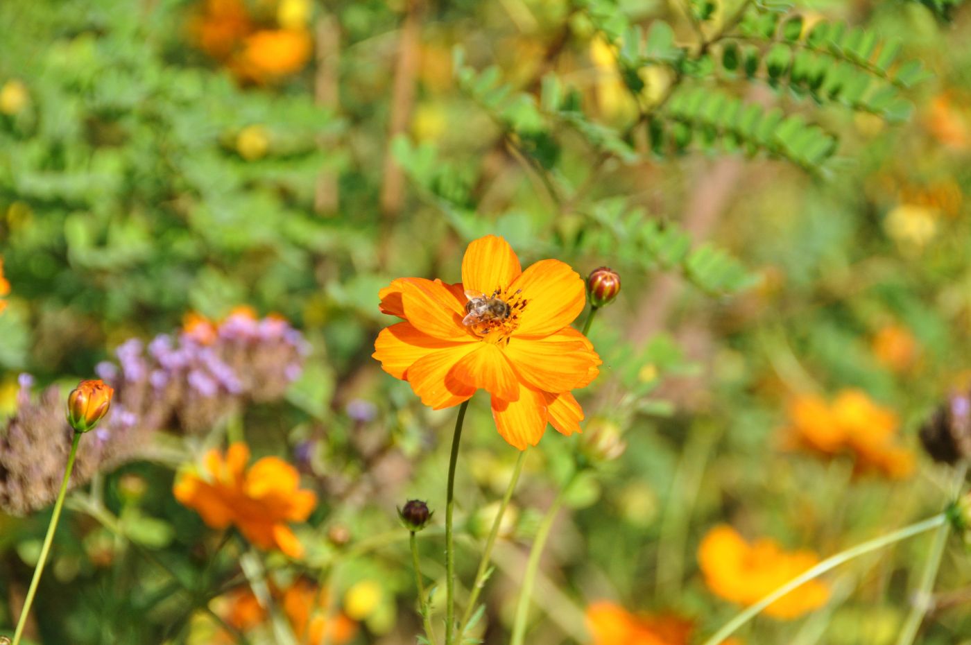 Jardins de Coursiana, Gers - Blog La Marinière en Voyage