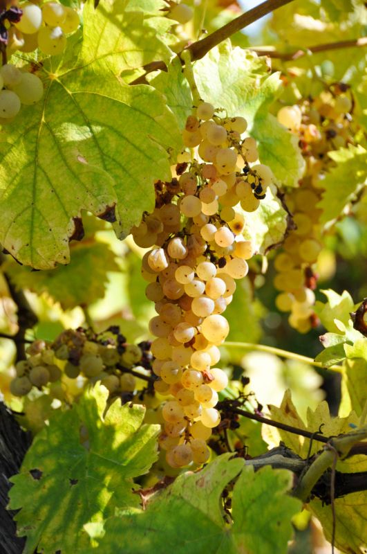 Vignobles du Gers - Blog La Marinière en Voyage