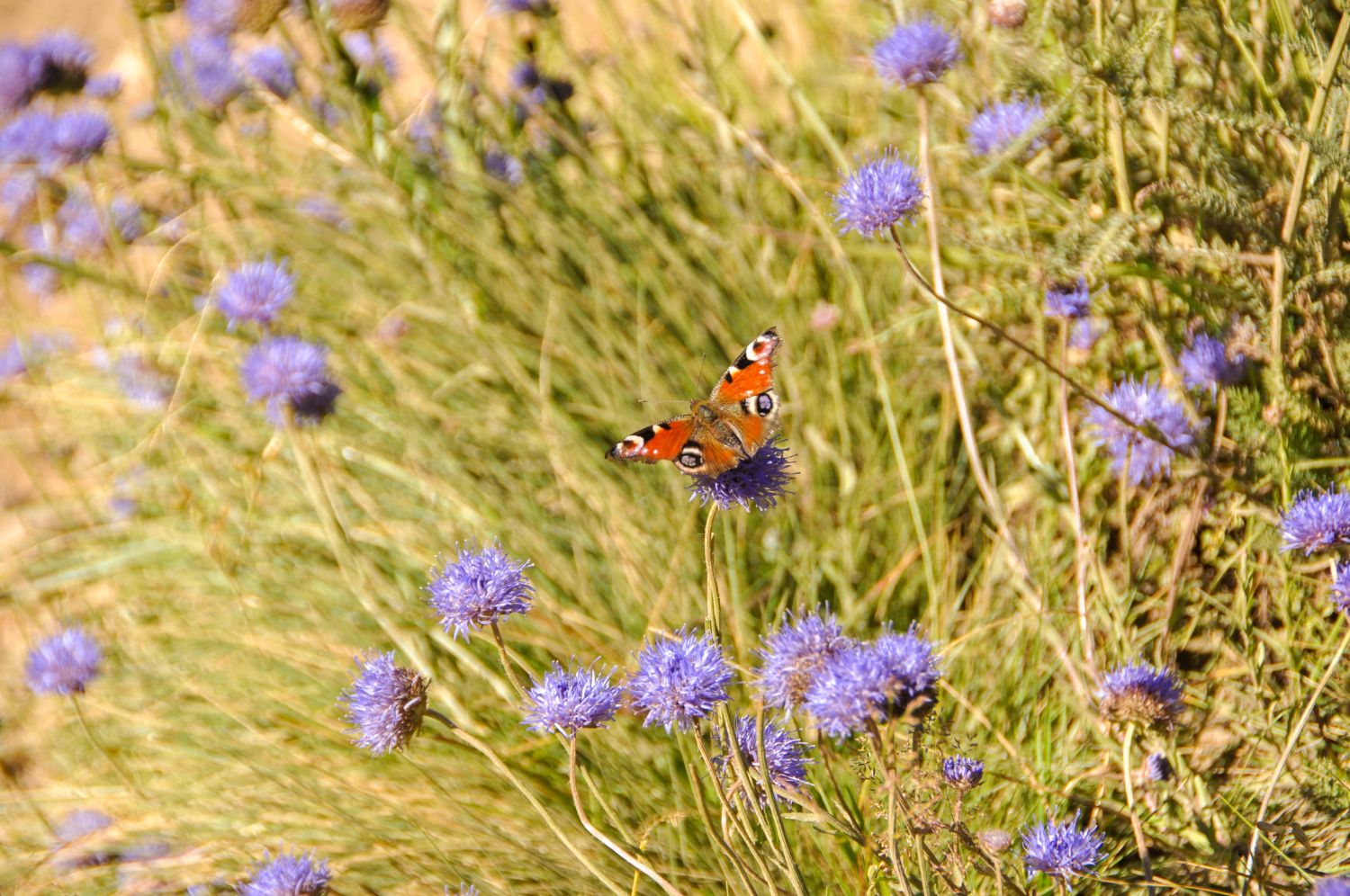 Randonnée Puy de Sancy par Chaudefour - Blog La Marinière en Voyage