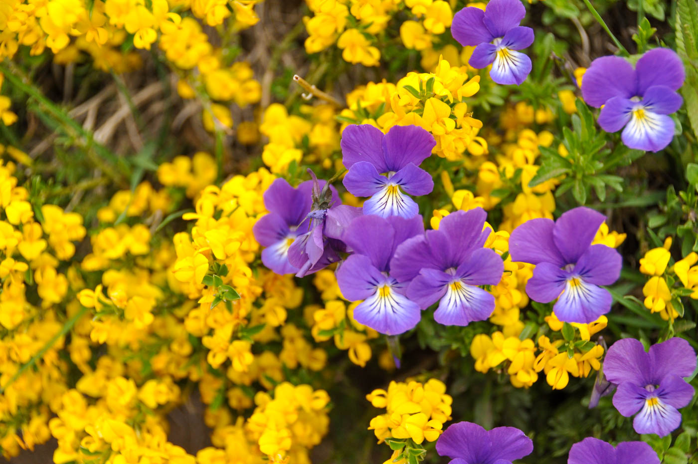 Randonnée au Puy Mary - Blog La Marinière en Voyage