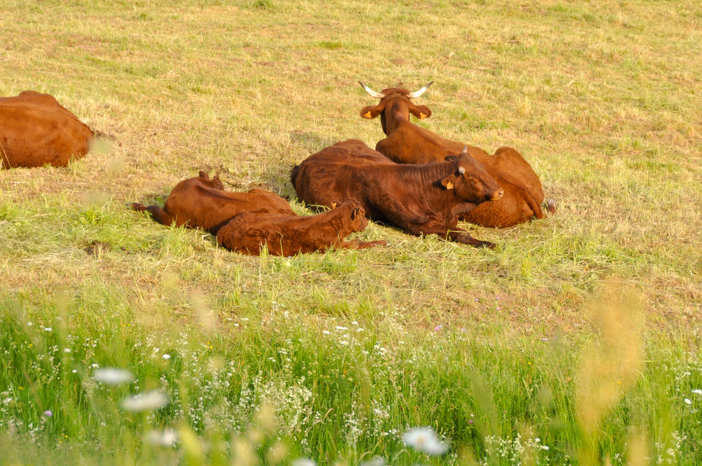 Randonnée au Puy Mary - Blog La Marinière en Voyage