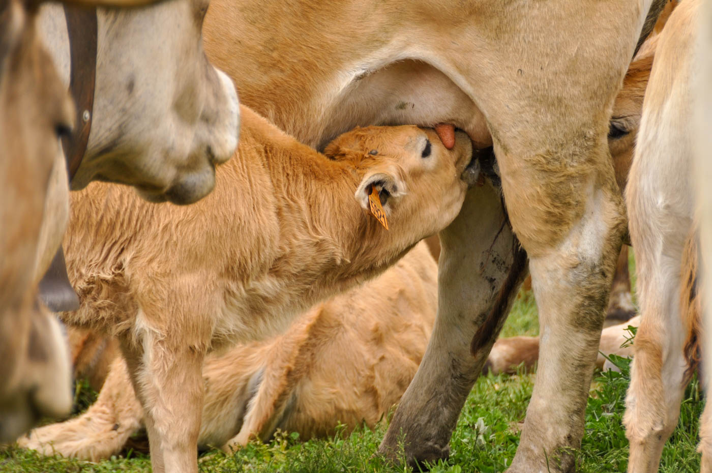 Randonnée au Puy Mary - Blog La Marinière en Voyage